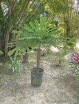 Licuala lauterbachii var. Bougainvillensis