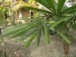 Licuala lauterbachii var. Bougainvillensis