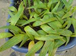 Phoenicophorium borsigianum 