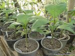 Pinanga coronata 'not kuhlii form' * Jeunes palmes vert-jaune