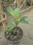 Pinanga coronata 'not kuhlii form' * Jeunes palmes vert-jaune