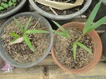 Ptychosperma sp. black fruit