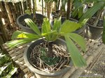 Licuala glabra var. selangorensis