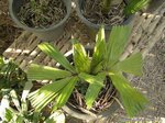 Licuala glabra var. selangorensis