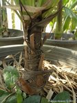Licuala glabra var. selangorensis