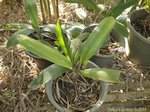 Lanonia dasyantha * ex Licuala dasyantha