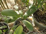 Lanonia dasyantha * ex Licuala dasyantha