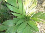 Iguanura geonomiformis