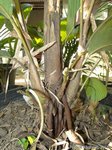 Iguanura geonomiformis