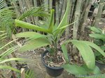 Pinanga palustris