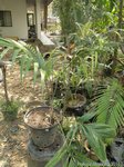Plectocomiopsis wrayi