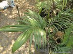 Plectocomiopsis wrayi