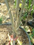 Plectocomiopsis wrayi
