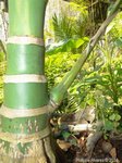 Areca montana hybride ? 