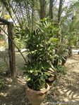 Reinhardtia gracilis clumping� 