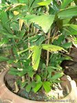Reinhardtia gracilis clumping� 