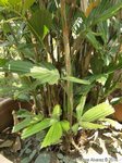 Reinhardtia gracilis clumping� 