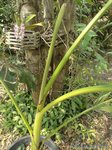 Pinanga speciosa 