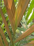 Dypsis crinita red 
