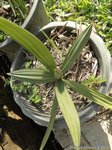 Trithrinax campestris
