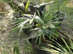 Livistona fulva = L. Sp. Blackdown