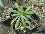 Dypsis malcomberi 