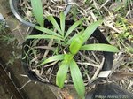 Dypsis malcomberi 