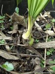 Dypsis malcomberi 