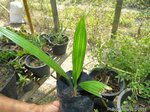 Thrinax parviflora