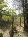 Gaussia maya 