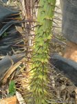 Daemonorops angustifolia 