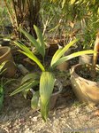 Sabal mauritiiformis��