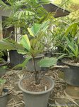 Arenga brevipes variegata