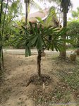 Licuala lauterbachii var. Bougainvillensis