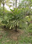 Licuala lauterbachii var. Bougainvillensis