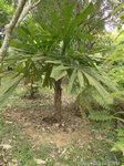 Licuala lauterbachii var. Bougainvillensis