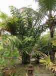 Salacca wallichiana 