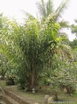 Salacca wallichiana 