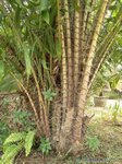 Salacca wallichiana 