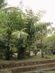 Salacca wallichiana 