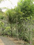 Ptychosperma sp. hybride 