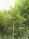 Ptychosperma sp. hybride 