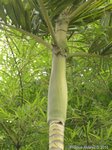 Ptychosperma sp. hybride 