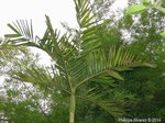 Ptychosperma sp. hybride 