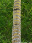 Ptychosperma sp. hybride 