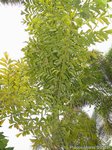 Caryota ochlandra * C. maxima chez Kew 