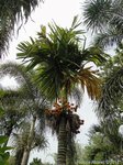 Areca catechu dwarf * Varit de Thalande * Fruits ronds