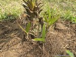 Chamaerops humilis vulcano 