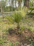 Chamaerops humilis vulcano 