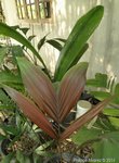 Welfia regia